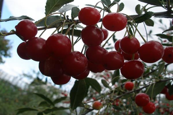 Cherry maagang larawan ng steppe