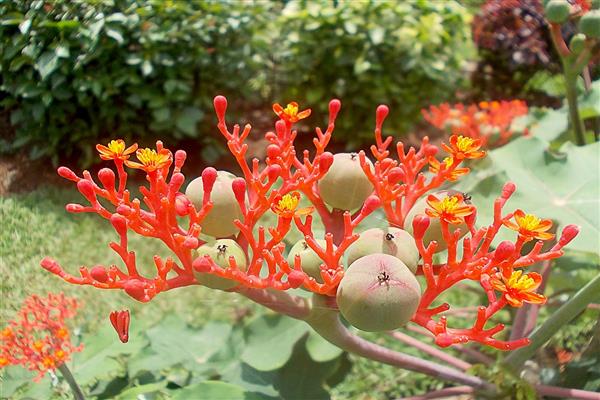 Jatropha litrato