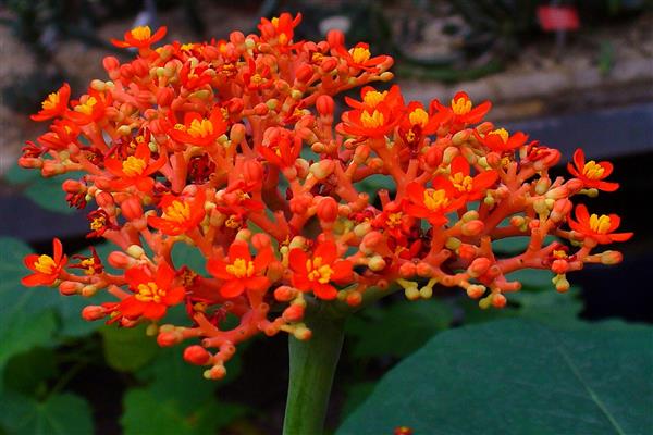 Jatropha photo