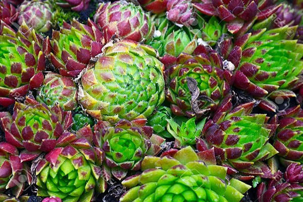 aeonium treelike