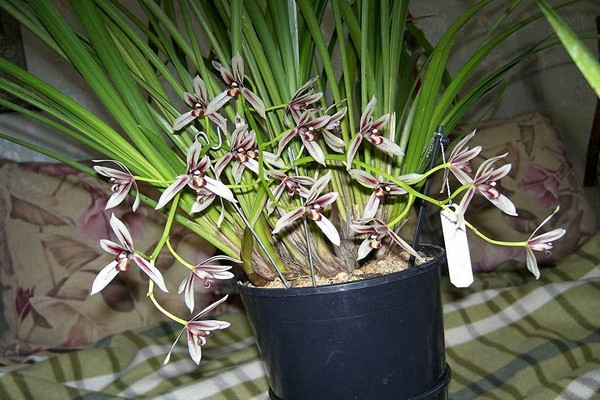 Orchidee Cymbidium