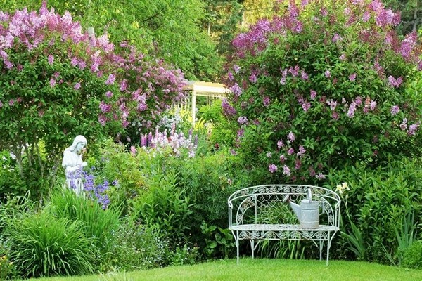 Amur crackling lilac