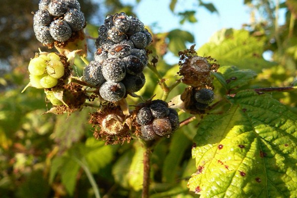 blackberry disease + and treatment