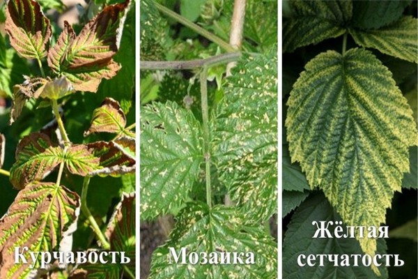 blackberry disease + and treatment