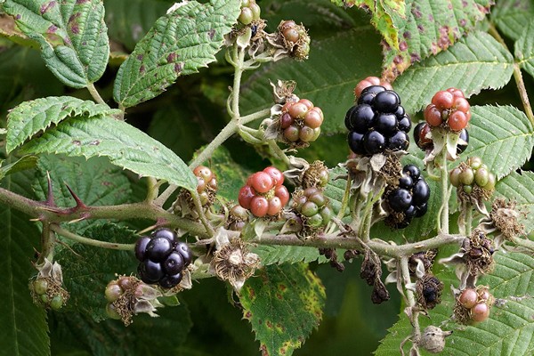 blackberry disease