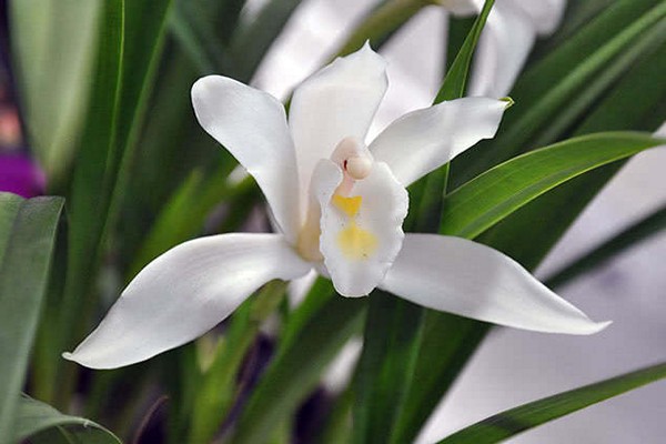 photo de cymbidium