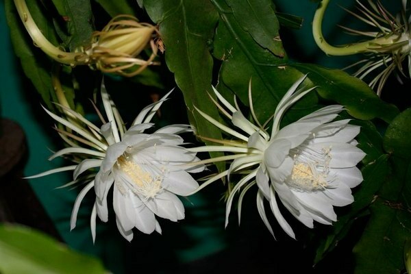 epiphyllum