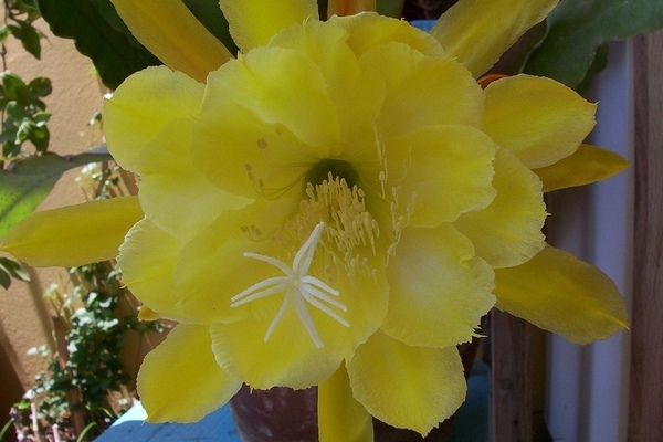 epiphyllum