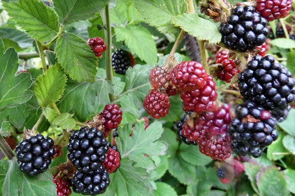 blackberry Cherokee variety description