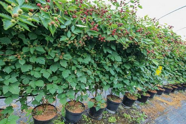 Cherokee Brombeere Beschreibung