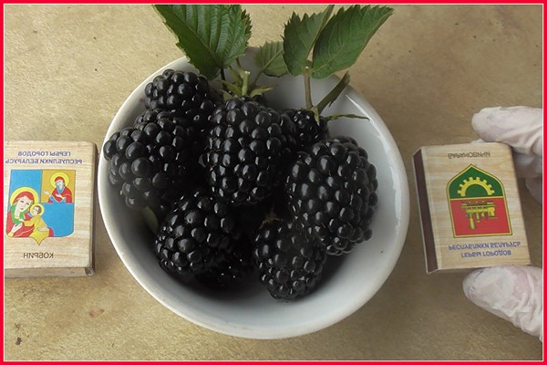 Brombeer-Jumbo-Foto