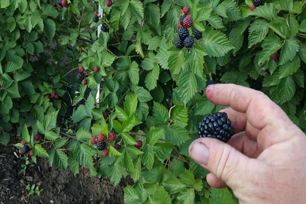 Brombeer-Jumbo-Sorte