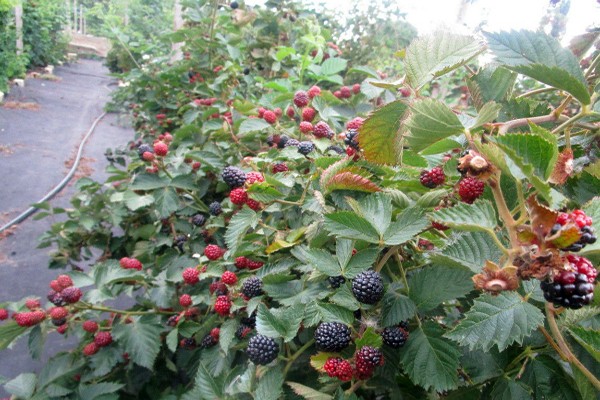 blackberry jumbo photo