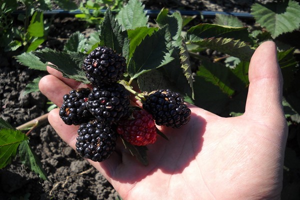 blackberry triple crown variety description