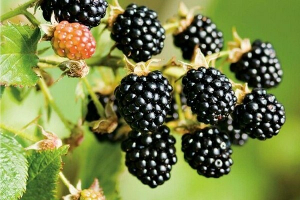 blackberry