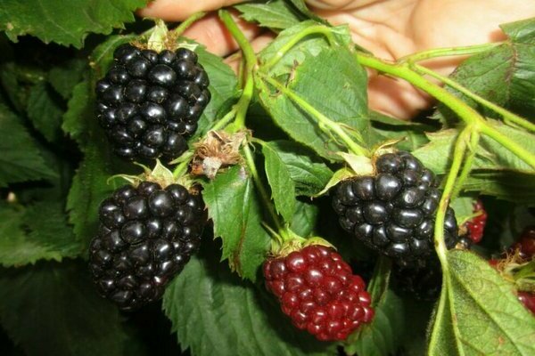 thornless blackberry variety