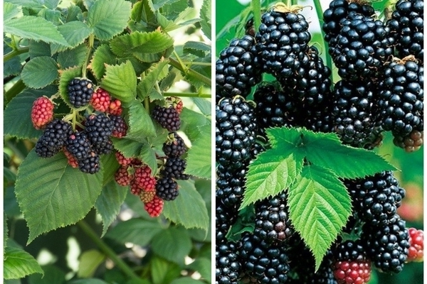 thornless blackberry variety