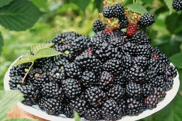 how to grow blackberries