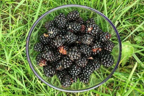 thornless blackberry variety