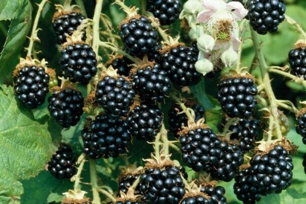 walang tinik na blackberry variety