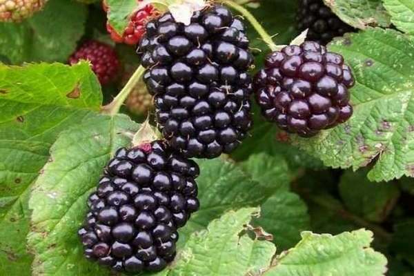 blackberry