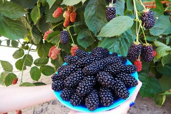 walang tinik na blackberry variety