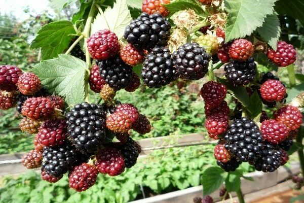 warum Brombeeren keine Früchte tragen