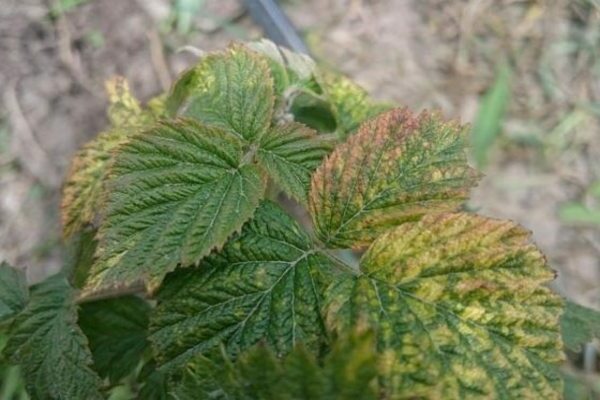 warum Brombeeren keine Früchte tragen