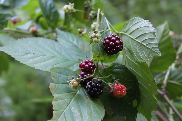 Brombeere in der Nähe