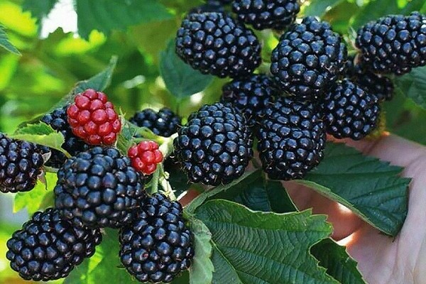 blackberry