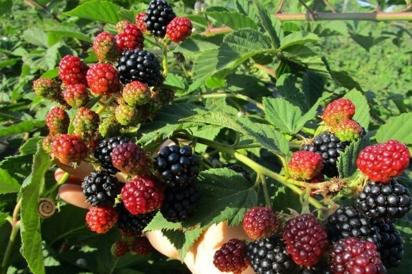 thornless blackberry variety