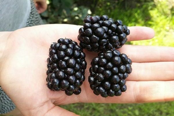 blackberry