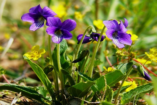 violet forest