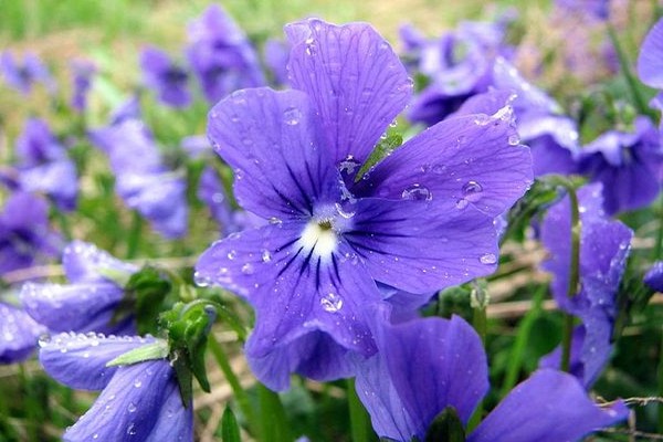 bulaklak lila na bulaklak