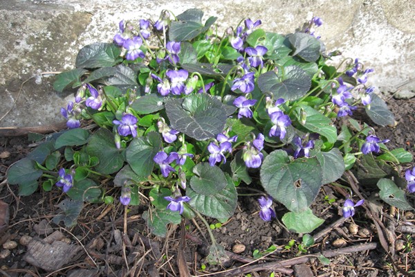 description of the forest violet