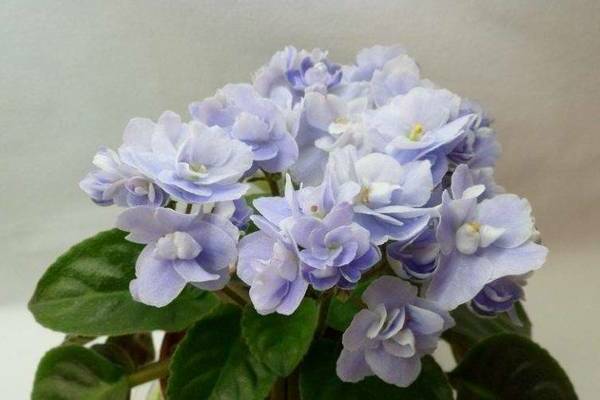 varieties of violets