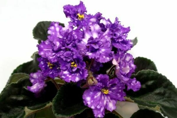 varieties of violets