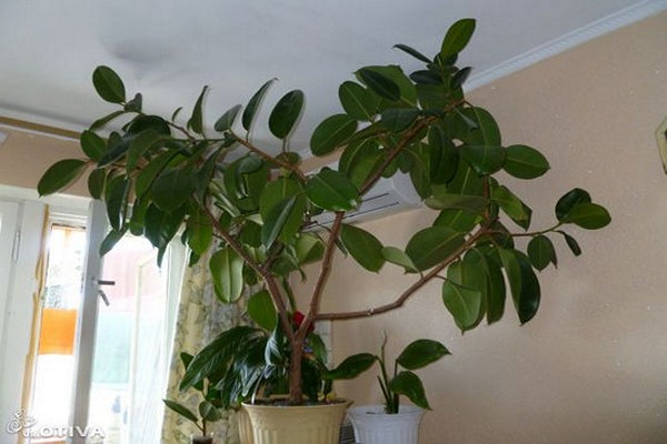 ficus en caoutchouc