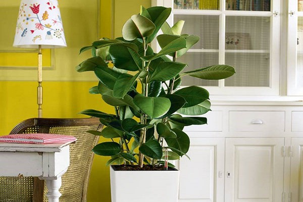 ficus + zu hause