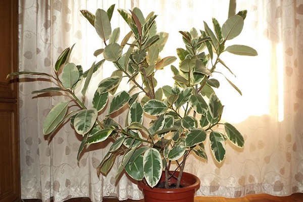 larawan ng ficus