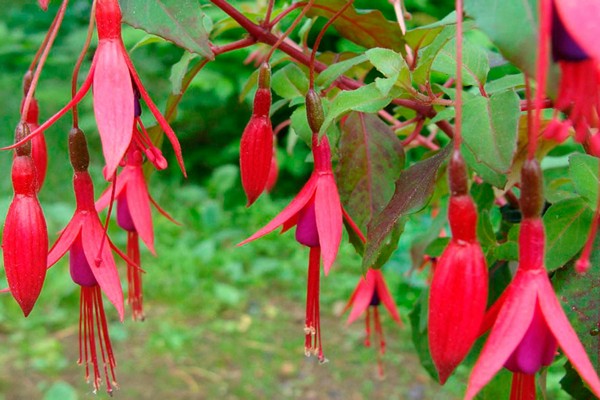 kundisyon ng fuchsia