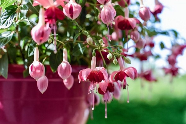 bulaklak ng fuchsia