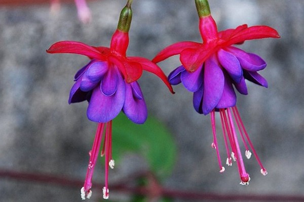 Fuchsia Foto