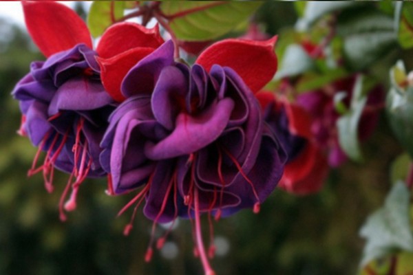 Fuchsia Pflege