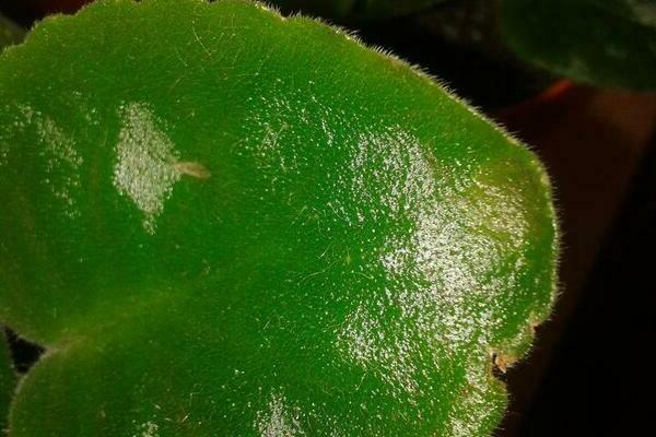 mite on violets