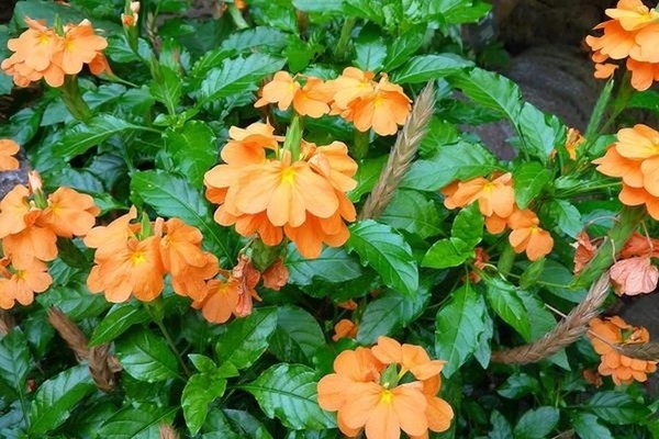 crossandra