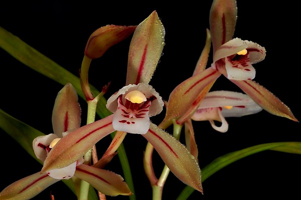 soin cymbidium