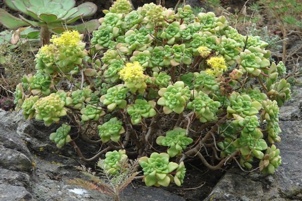 pag-aalaga ng aeonium