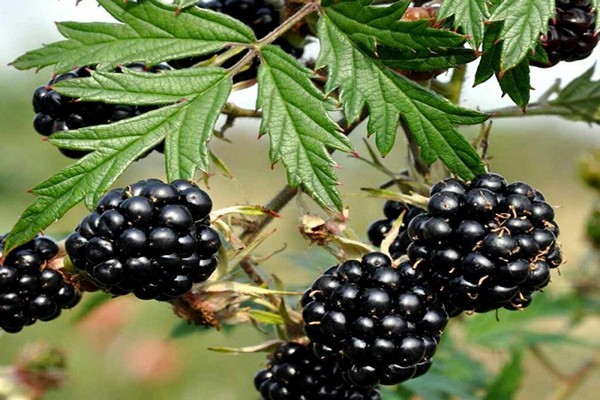 Brombeere oregon dornenlos