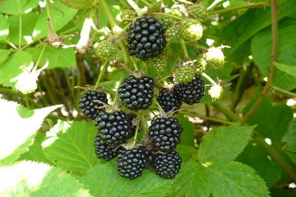 Brombeere oregon dornenlos